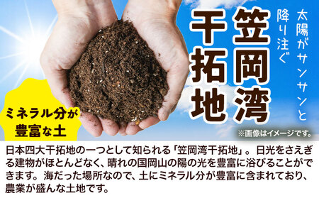 しお風新たまねぎ 約5kg《5月中旬-5月末頃出荷》｜玉ねぎ玉ねぎ玉ねぎ玉ねぎ