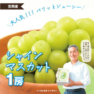 【先行予約】 シャインマスカット マスカット １房《2026年9月上旬-9月下旬頃出荷》 岡山県産 数量限定 岡山県 笠岡市 石丸葡萄農園 シャイン マスカット ぶどう 葡萄 果物 フルーツ