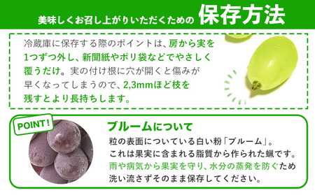 秀品 シャインマスカット ニューピオーネ 約1.2kg《9月中旬-11月上旬頃出荷》