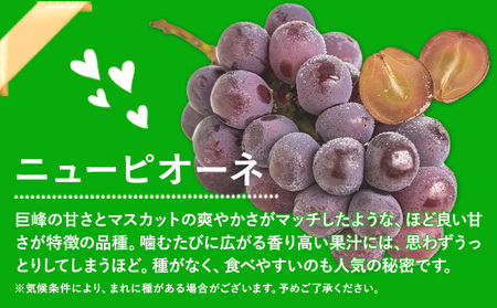 訳あり ニューピオーネ シャインマスカット 約1.2kg 《9月上旬～10月下旬頃に出荷予定》