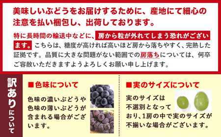 訳あり ニューピオーネ シャインマスカット 約1.2kg 《9月上旬～10月下旬頃に出荷予定》