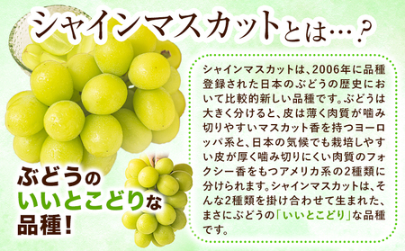 【2026年発送先行予約】シャインマスカット 約2kg (3-4房入) 《2026年9月上旬-11月中旬頃出荷》ぶどう ブドウ 葡萄 マスカット 果物 フルーツ ギフト 岡山県 笠岡市 フルーツ マスカット