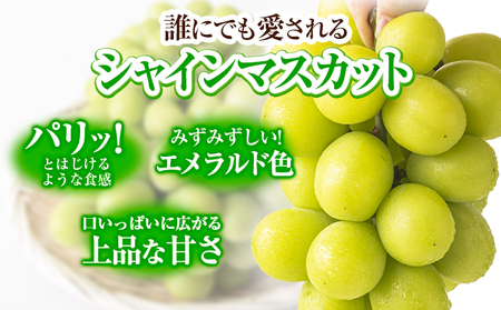 【ふるなび限定】シャインマスカット 約1kg 《2026年9月上旬-11月上旬頃発送》 岡山県 笠岡市 FN-Limited-OR