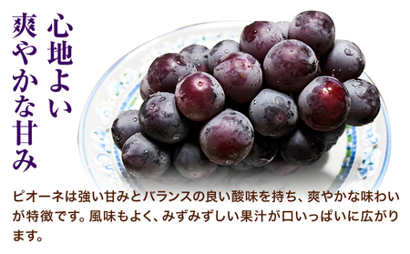岡山県産ニューピオーネ＆シャインマスカット「晴王」 Dセット （1房580g以上） 先行受付《9月上旬-10月下旬頃》【配送不可地域あり】