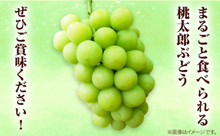 岡山県産桃太郎ぶどう 2房（480g以上）露地栽培 先行受付 《9月上旬-10月下旬頃出荷》【配送不可地域あり】