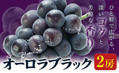 オーロラブラック 2房入り《9月上旬-9月中旬頃出荷》岡山県 笠岡市 石丸葡萄農園 葡萄 ぶどう フルーツ 果物