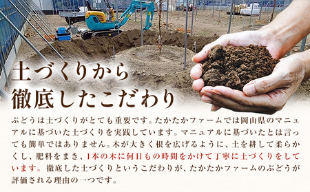 ぶどう ピオーネ オーロラブラック 計2房 1kg 以上 《8月下旬-9月中旬頃出荷》 たかたかファーム ブドウ 葡萄 黒系 果物 フルーツ ギフト 岡山県 笠岡市