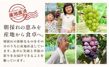 ぶどう ピオーネ オーロラブラック 計2房 1kg 以上 《8月下旬-9月中旬頃出荷》 たかたかファーム ブドウ 葡萄 黒系 果物 フルーツ ギフト 岡山県 笠岡市