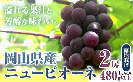 【ふるさと納税】【先行予約】 岡山県産 ニューピオーネ 2房 480g以上 露地栽培 有限会社ホーティカルチャー神島《9月中旬-10月下旬頃出荷》岡山県 笠岡市 葡萄 果物 厳選出荷 スイーツ フルーツ デザート 種なしぶどう【配送不可地域あり】