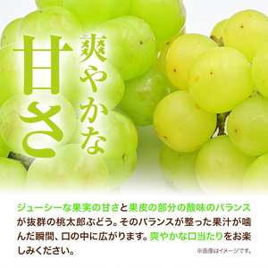H-26b 岡山県産桃太郎ぶどう（1房680g以上）1房入り　令和8年産先行受付《9月上旬‐10月下旬頃出荷》【配送不可地域あり】