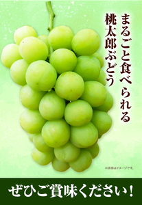 H-26b 岡山県産桃太郎ぶどう（1房680g以上）1房入り　令和8年産先行受付《9月上旬‐10月下旬頃出荷》【配送不可地域あり】