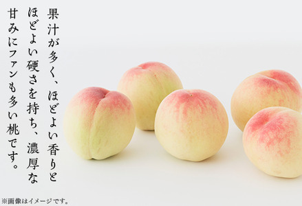【ご家庭用】岡山の桃 日川白鳳 5～7玉【2026年6月下旬頃から順次発送】