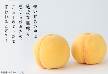 【ご家庭用】岡山県産 黄金桃 5～7玉【2026年8月下旬頃から順次発送】