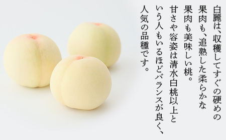 岡山白桃 食べ比べ定期便(年2回)【2026年産】