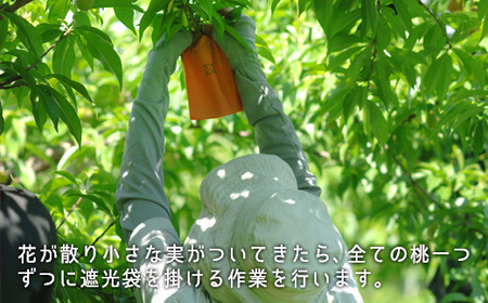 岡山県産「白桃（晩生種）」約2.2kg（大玉6～7玉）