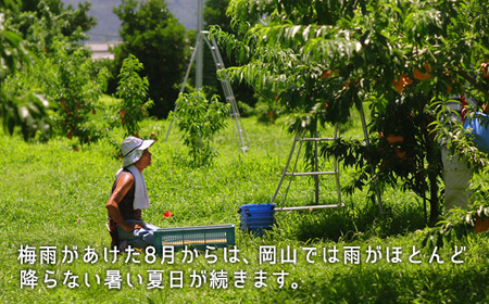 岡山県産「白桃（晩生種）」約2.2kg（大玉6～7玉）