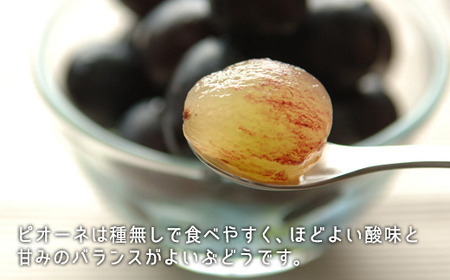 岡山県産「白桃・ニューピオーネ」詰合せ 約1.0kg【26年8月下旬以降の出荷分】