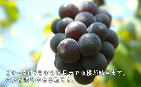 岡山県産「白桃・シャインマスカット・ニューピオーネ」詰合せ 約1.8kg【26年8月下旬以降の出荷分】