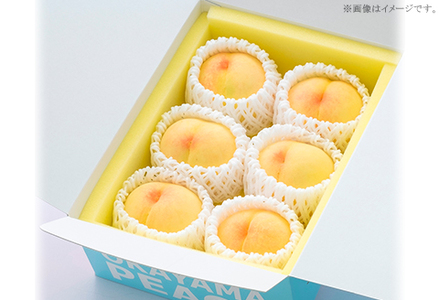 ご家庭用 白桃(晩生種) 5~6玉(約1.5kg)【26年8月上旬以降に順次発送】