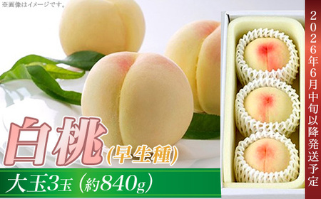 岡山の白桃（早生種）大玉3玉（約840g）【26年6月中旬以降に順次発送】