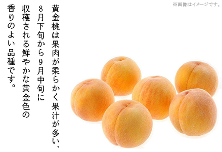 【ご家庭用】おかやまの「黄金桃」 大玉3玉（約900g）