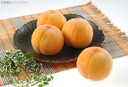 【ご家庭用】おかやまの「黄金桃」 大玉3玉（約900g）【26年8月下旬以降に順次発送】