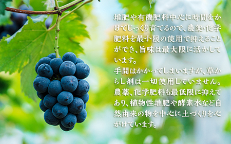 岡山県井原市美星町産 ニューピオーネ「美澪」 １kg箱（2房入り）贈答用【2026年8月下旬～9月中旬発送予定】