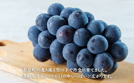 岡山県井原市美星町産 ニューピオーネ 1kg箱（2房入り） ご家庭