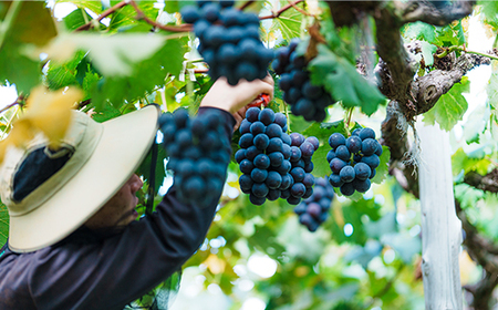 岡山県井原市美星町産 ニューピオーネ 1kg箱（2房入り） ご家庭用【2026年8月下旬～9月下旬発送予定】