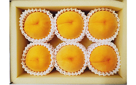 岡山県産 黄金桃6玉(1.6kg以上) 化粧箱入り【2026年8月下旬～9月中旬発送予定】