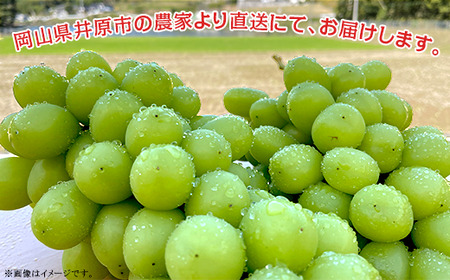 【訳あり】シャインマスカット3房(2.0kg以上)【2026年10月中旬~11月上旬発送予定】(星のさと・ぶどう工房)