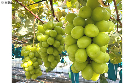 【訳あり】シャインマスカット3房(2.0kg以上)【2026年10月中旬~11月上旬発送予定】(星のさと・ぶどう工房)