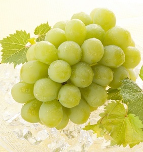 マスカットオブアレキサンドリア 1房(600g以上・秀品以上) 化粧箱入り【2026年7月中旬～8月中旬発送予定】