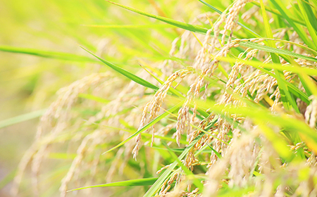 無洗米 こしひかり5kg【3ヶ月連続お届け】令和7年産 岡山県産