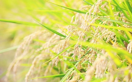 【無洗米】岡山県産 こしひかり 2kg