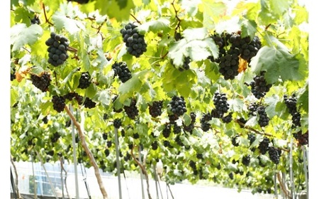 岡山県産 種無し ピオーネ2房（約1.2kg）【2026年8月下旬～9月中旬発送予定】（いばら愛菜館）