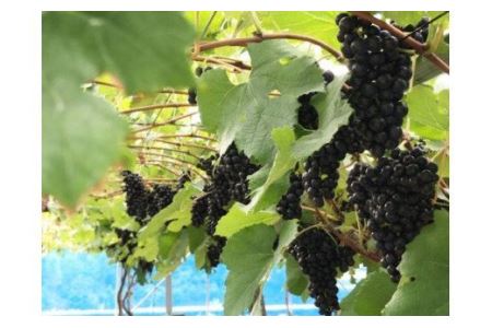 E-16 美星町産ワイン　赤・白ワインセット　嘉作