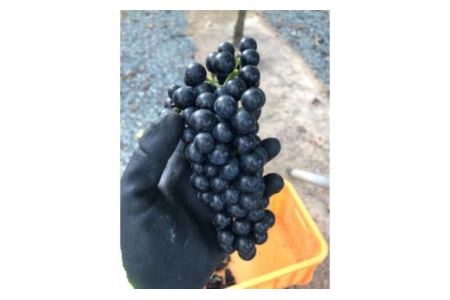 E-17 美星町産ワイン　赤ワイン２本セット　嘉作