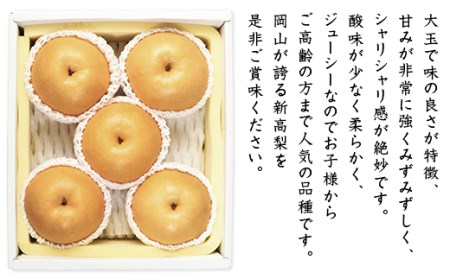 74-21 新高梨 5～6玉（2.5kg以上）【2026年10月上旬～下旬発送予定】
