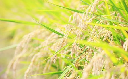 【無洗米】岡山県産こしひかり2kg【6ヶ月連続お届け】