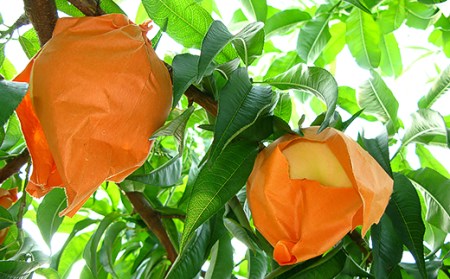 74-13 白桃5～7玉（白鳳もしくは加納岩）【2026年7月上旬～7月中旬発送予定】