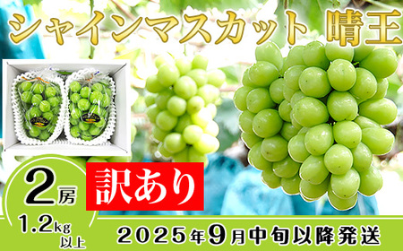 【訳あり】シャインマスカット晴王2房【2024年9月中旬～10月下旬発送予定】（いばら愛菜館）