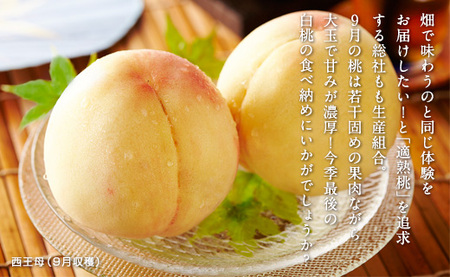 9月の桃（約1kg）岡山県総社もも生産組合【2024年産先行予約】24-012-005