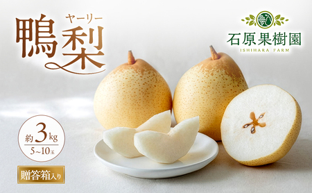 梨 2026年 先行予約 鴨梨（ヤーリー）5～10玉 合計約3kg 贈答箱【11月下旬～12月中旬頃発送】 ナシ なし 岡山県産 国産 フルーツ 果物 ギフト 石原果樹園 風味豊か 上品 希少な梨 