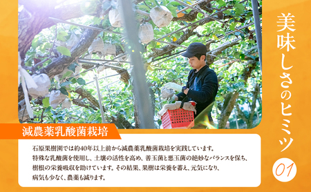 梨 2026年 先行予約 鴨梨（ヤーリー）6～10玉 約4kg 贈答箱【11月下旬～12月中旬頃発送】 ナシ なし 岡山県産 国産 フルーツ 果物 ギフト 石原果樹園 風味豊か 上品 希少な梨 