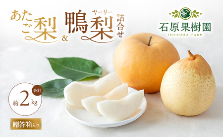 梨 2026年 先行予約 あたご梨・鴨梨（ヤーリー）詰合せ 合計約2kg あたご1～2玉 鴨梨2玉 贈答箱【11月下旬～12月中旬頃発送】 ナシ なし 岡山県産 国産 フルーツ 果物 ギフト 石原果樹園 食べ比べ 