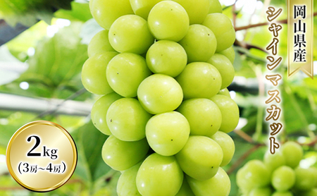 ぶどう シャインマスカット 2kg  3房～4房 1房 約500g～600g 葡萄 フルーツ 岡山 高梁市産 赤迫農園 2026年 先行予約