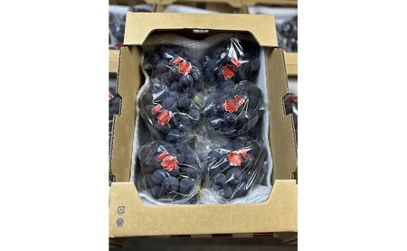 ぶどう 【2026年 先行予約】 訳あり ご家庭用 ピオーネ 4kg(5～8房) 葡萄 フルーツ 岡山 高梁市産 こあに葡萄園
