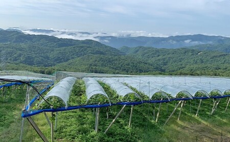 ぶどう 【2026年 先行予約】 訳あり ご家庭用 ピオーネ 4kg(5～8房) 葡萄 フルーツ 岡山 高梁市産 こあに葡萄園