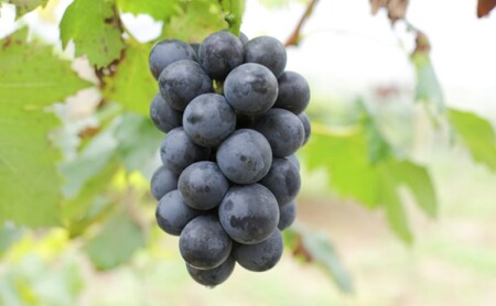 2026年 早期受付 ぶどう 晴れの国 ピオーネ 2kg(3~5房)化粧箱入り 岡山県 高梁市 ブドウ 葡萄 果物 フルーツ